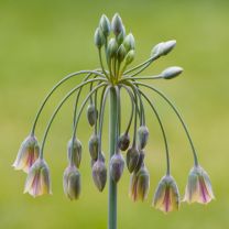 Allium Bulgaricum