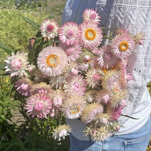 King Size Apricot Aster China Aster Seeds Organic 