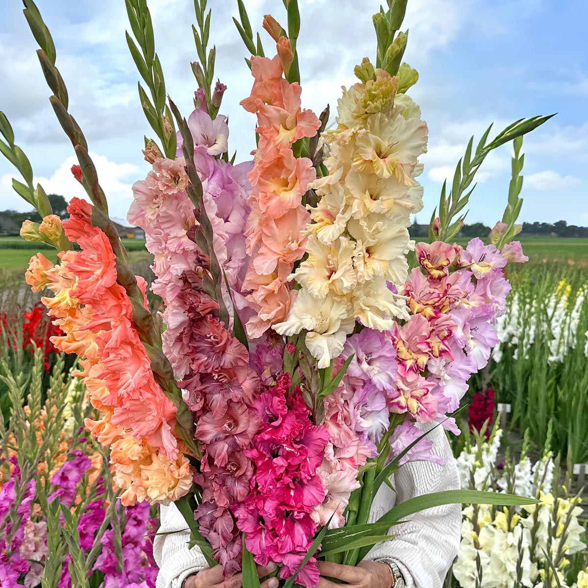 gladiolus